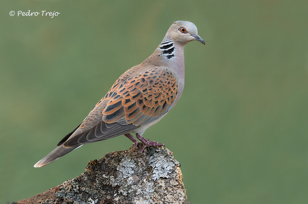 Tortola común (Streptopelia turtur)